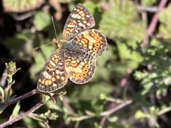 Phyciodes pulchella