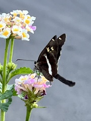 Chioides albofasciatus