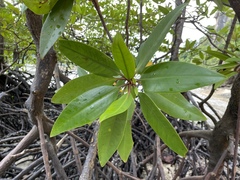 Rhizophora