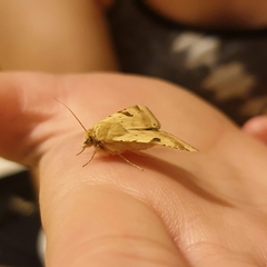 Heliothis peltigera