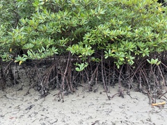 Rhizophora