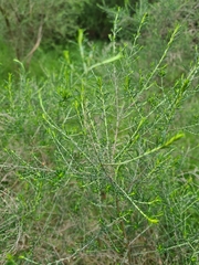 Cassinia sifton