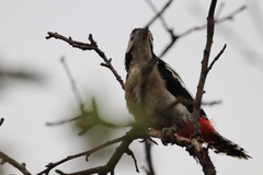 Dendrocopos syriacus