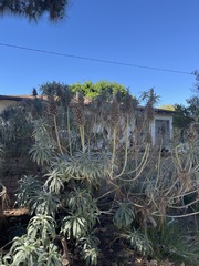 Echium