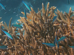 Chromis