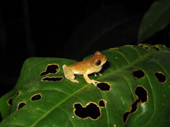 Dendropsophus