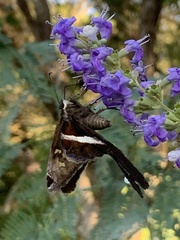 Chioides albofasciatus