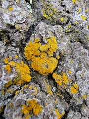 Xanthomendoza fallax