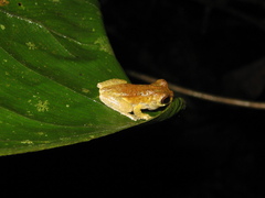 Dendropsophus