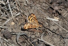 Pyrausta subsequalis