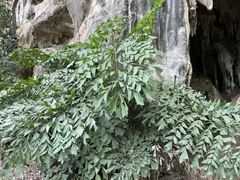Caryota