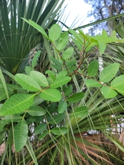 Schinus terebinthifolia