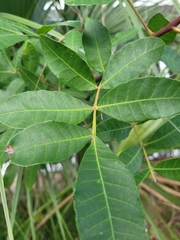 Schinus terebinthifolia