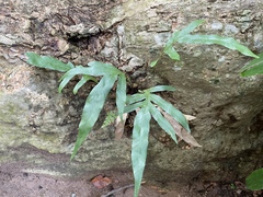 Polypodiaceae