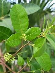 Schinus terebinthifolia