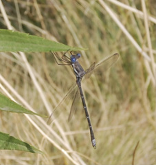 Archilestes californicus