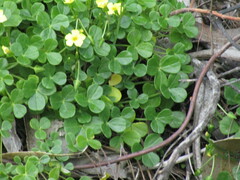 Oxalis megalorrhiza
