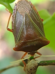 Peromatus