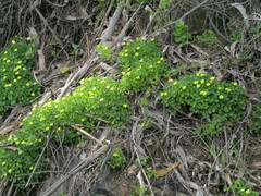 Oxalis megalorrhiza