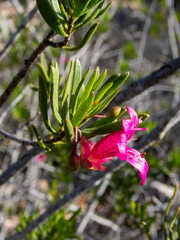 Eremophila