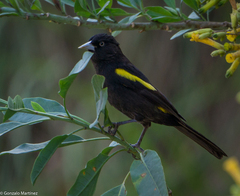 Cacicus chrysopterus