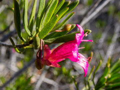 Eremophila