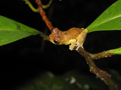 Dendropsophus