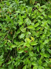 Psychotria nervosa
