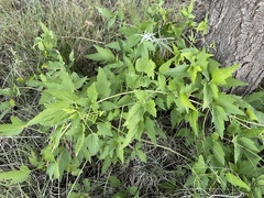 Clematis ligusticifolia