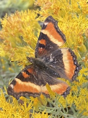 Aglais milberti