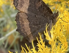 Aglais milberti