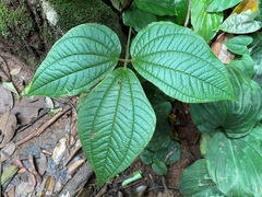 Miconia crenata
