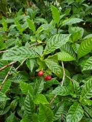 Psychotria nervosa
