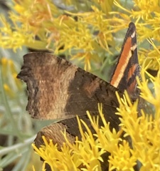 Aglais milberti