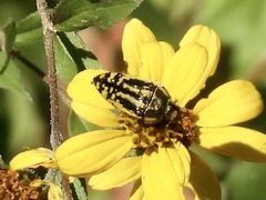 Acmaeodera amplicollis