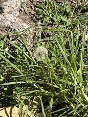 Taraxacum erythrospermum