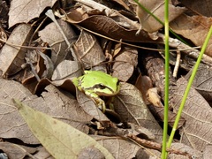Hyla wrightorum