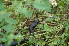 Coluber constrictor priapus