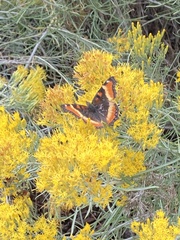 Aglais milberti