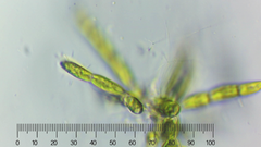 Chaetophoraceae