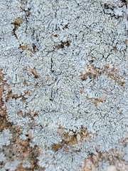 Xanthoparmelia cumberlandia