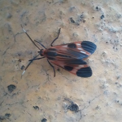Dycladia emerita
