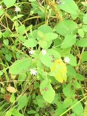 Stellaria pubera