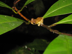 Dendropsophus