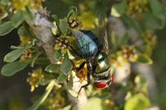 Chrysomya megacephala