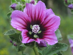 Malva arborea