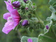 Malva arborea