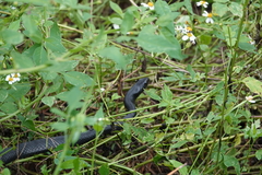 Coluber constrictor priapus