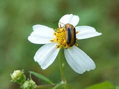 Nemognatha piazata