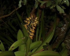 Dendrobium x gracillimum